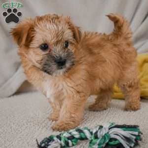 Benny, Morkie / Yorktese Puppy